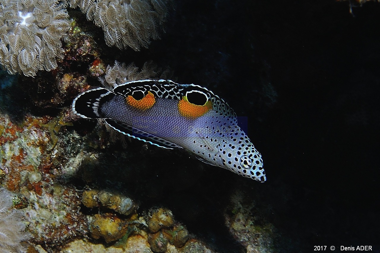 Coris aygula Labre clown juv-Safaga Tobia kebir-7m-20171120-Denis-ADER-DSC_3207_tn.jpg